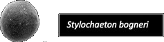 Stylochaeton